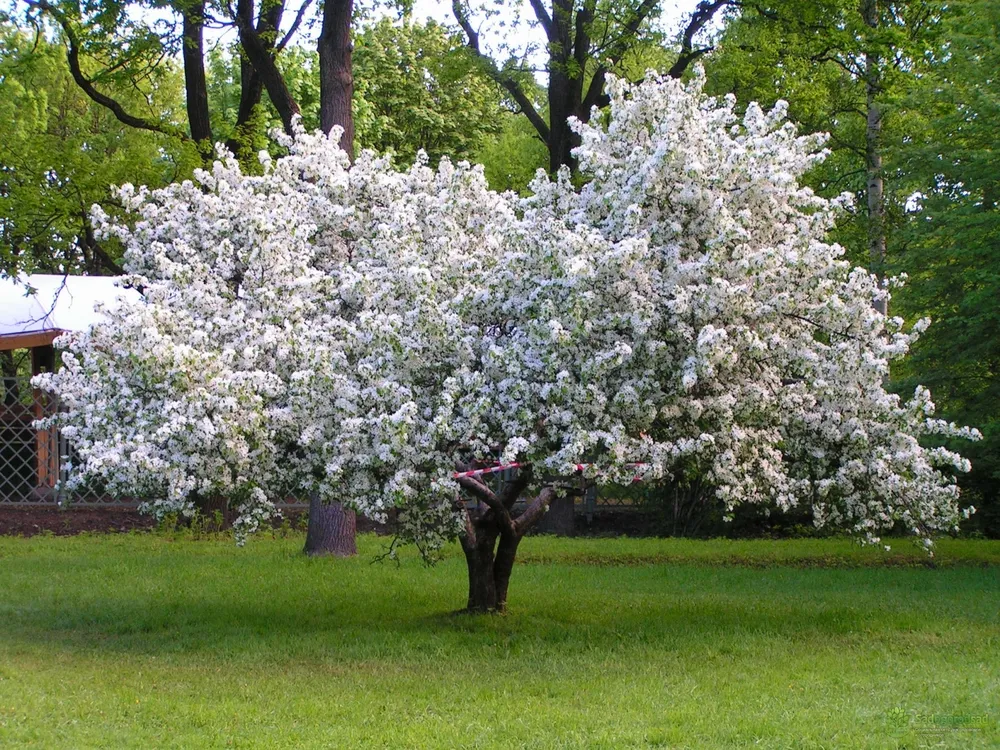 Яблоня Сибирская Malus baccata