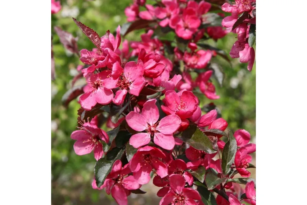 Яблоня Скарлет Malus Scarlet