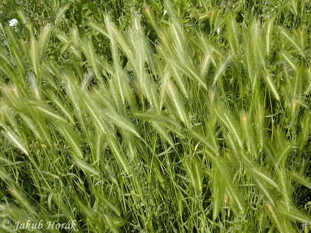 Ячмень мышиный Hordeum murinum