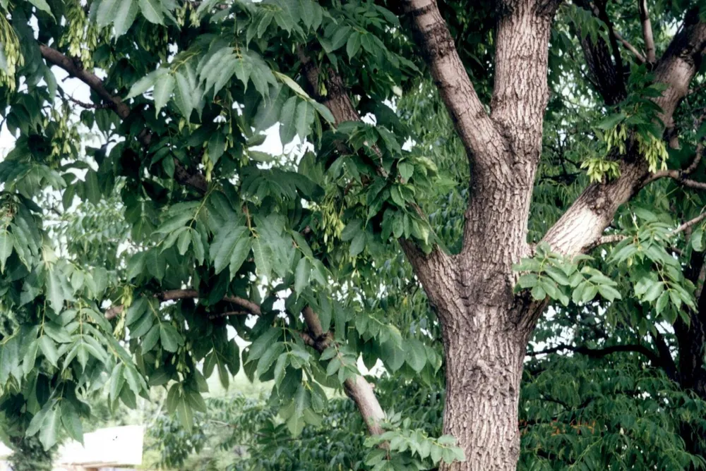 Ясень маньчжурский Fraxinus mandshurica