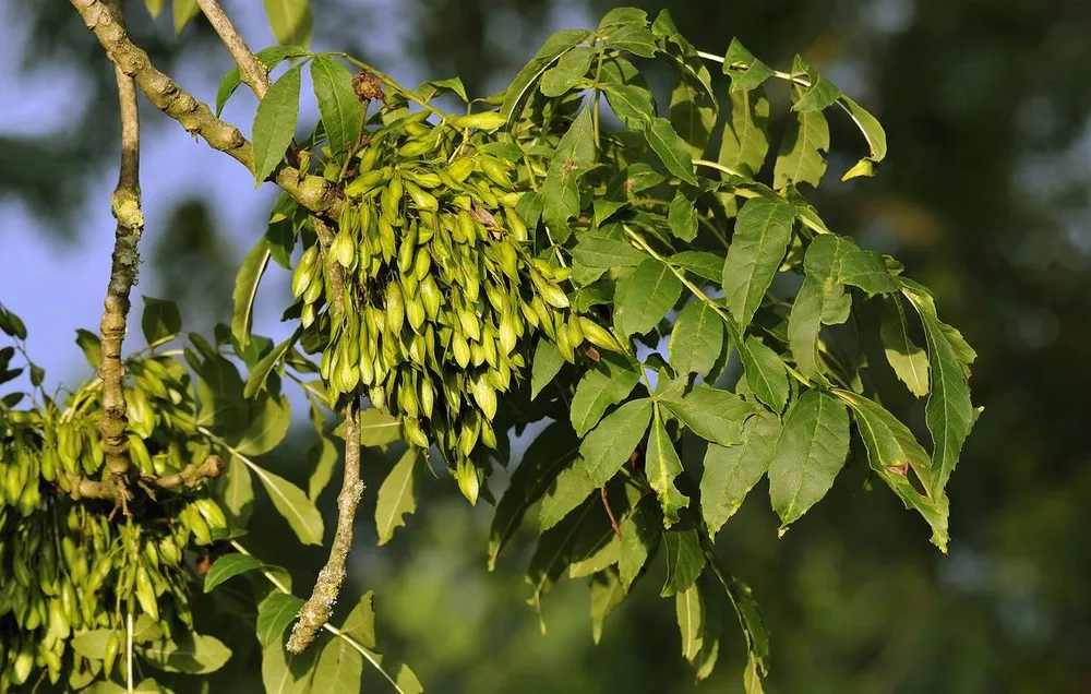 Ясень обыкновенный Fraxinus Excelsior