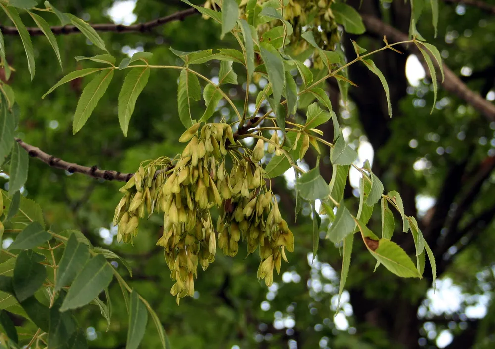 Ясень обыкновенный Fraxinus Exсelsior