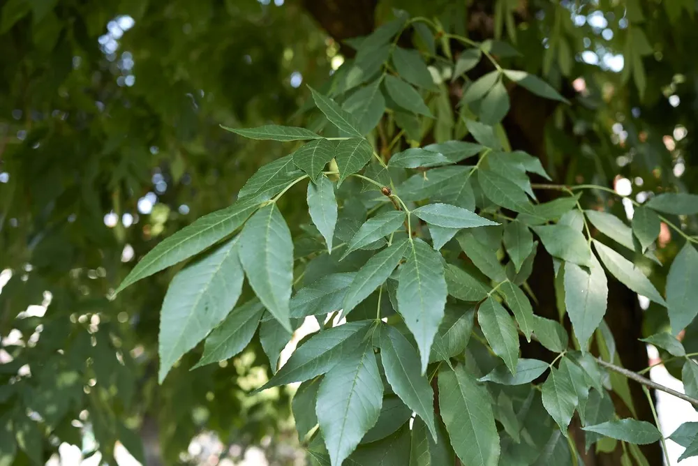 Ясень зеленый Fraxinus pennsylvanica.