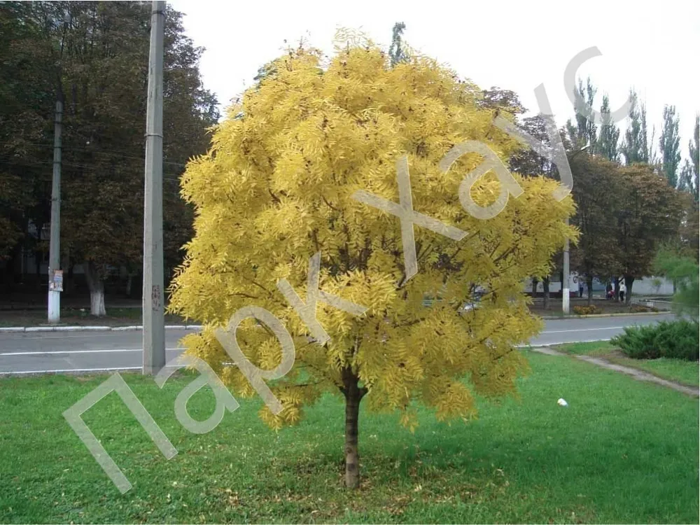 Ясень золотистый Fraxinus