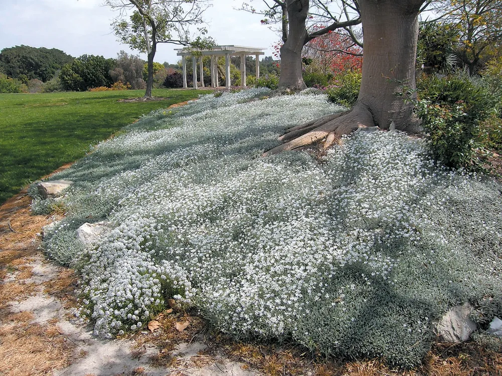 Ясколка Биберштейна Cerastium biebersteinii