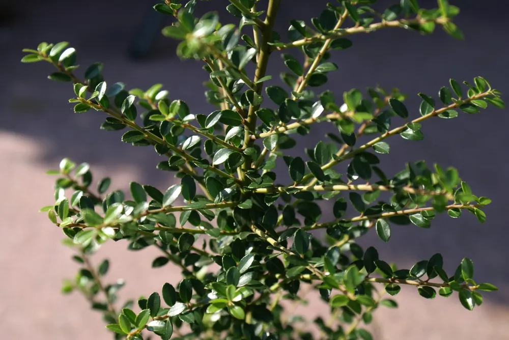 Ilex crenata