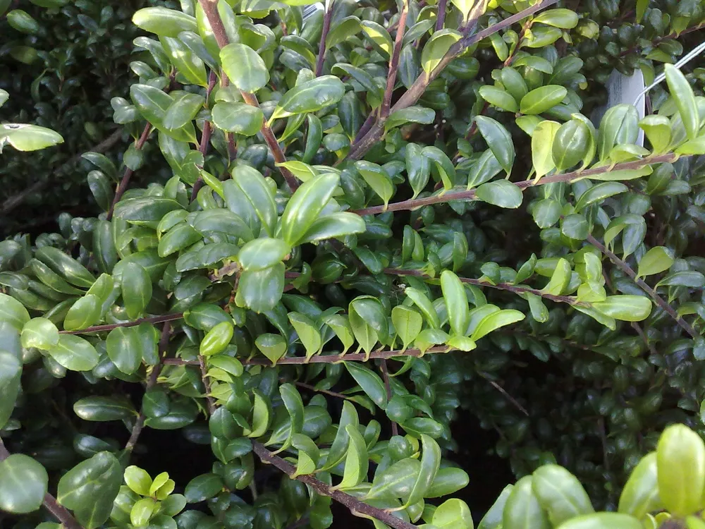 Ilex crenata Convexa