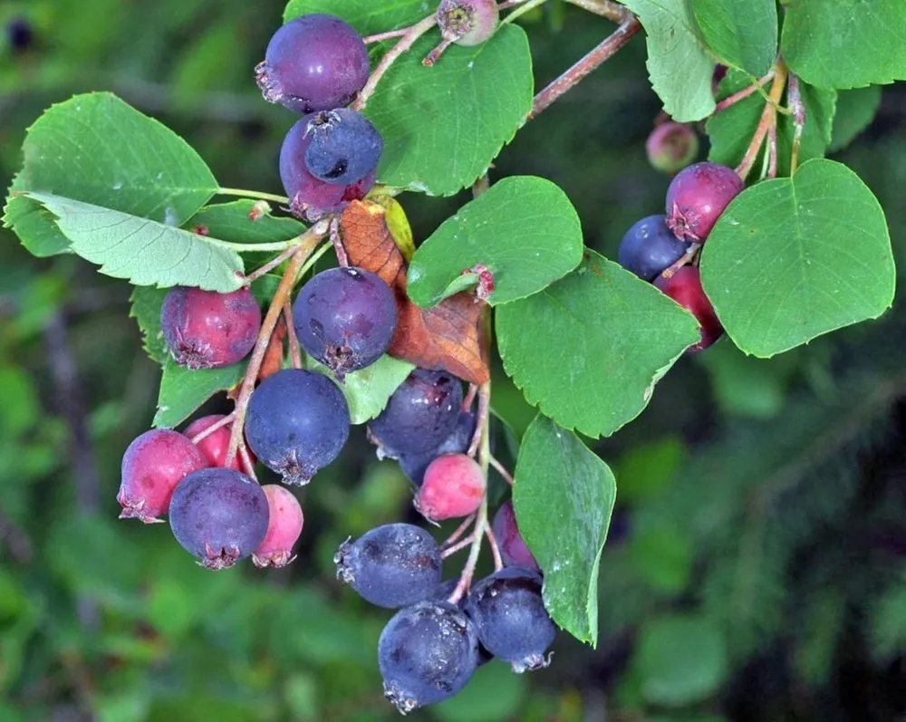 Ирга канадская Amelanchier canadensis