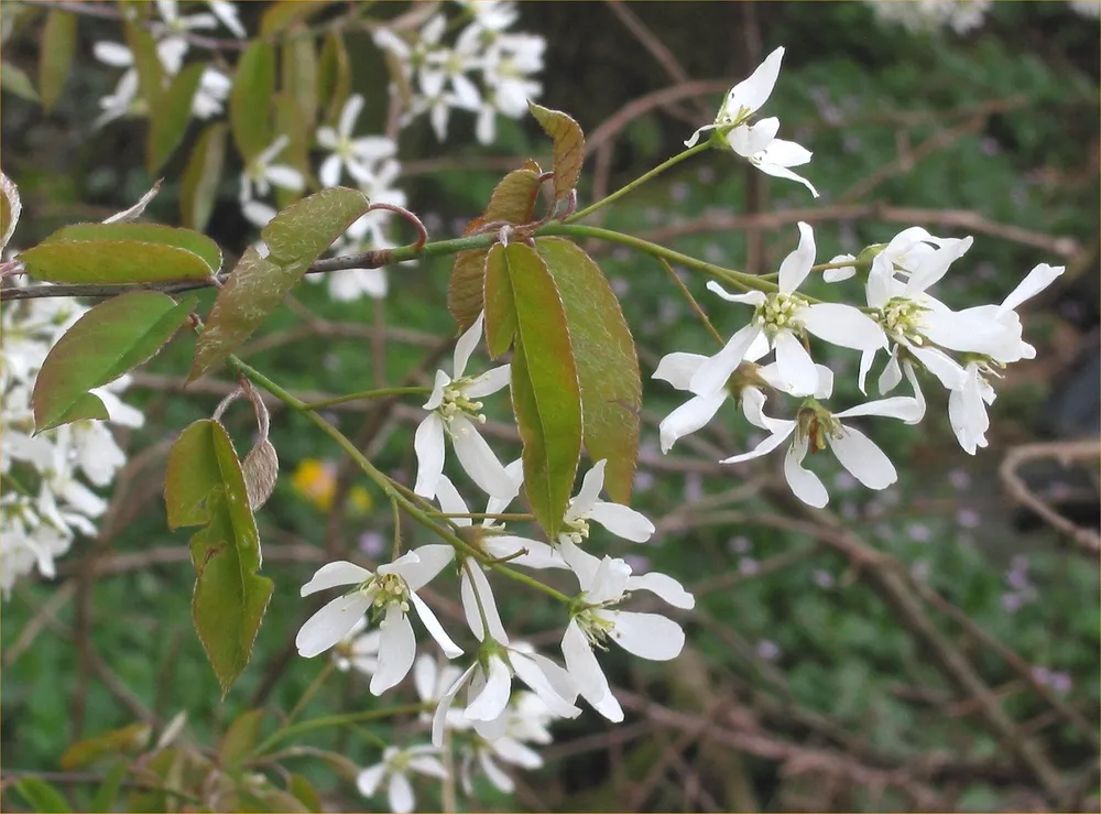 Ирга канадская Amelanchier canadensis