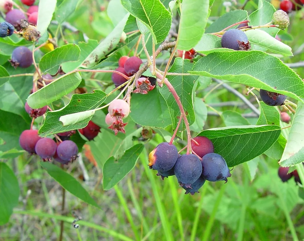 Ирга колосистая Amelanchier spicata