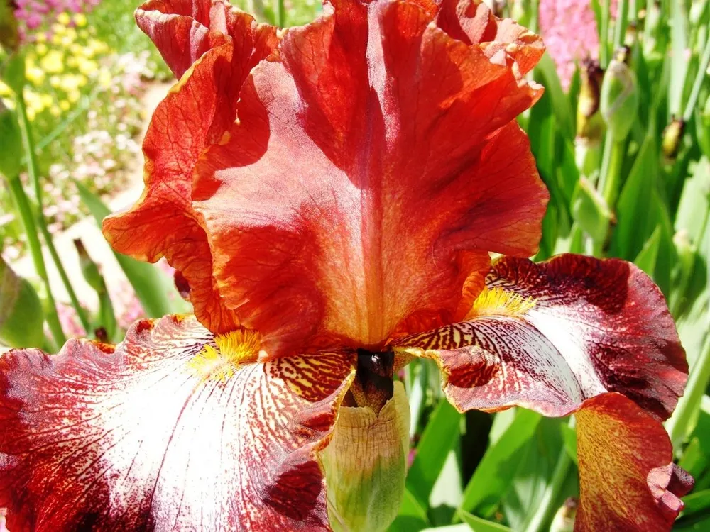 Ирис бородатый Iris Hybrid