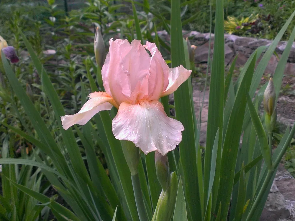 Ирис бородатый Iris Hybrid