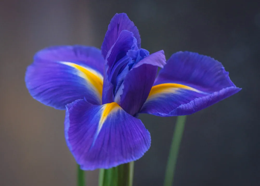 Ирис Dutch Iris Blue