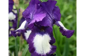 Ирис германский Iris Germanica Black Knight l