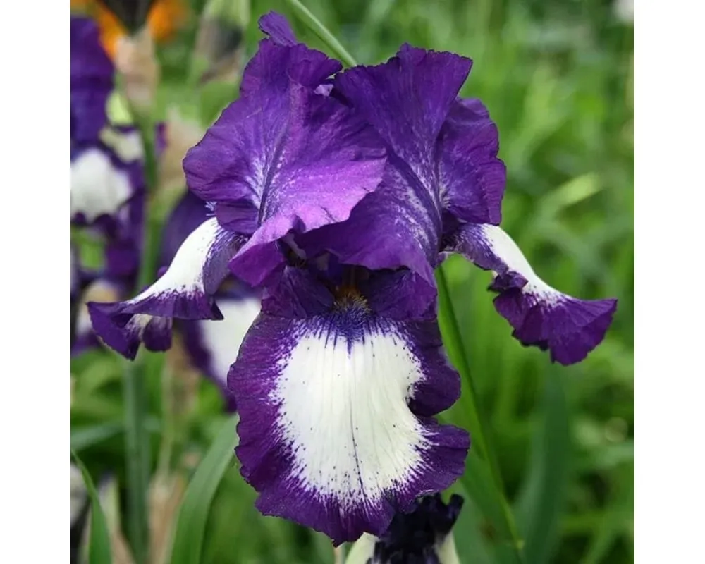 Ирис германский Iris Germanica Black Knight l