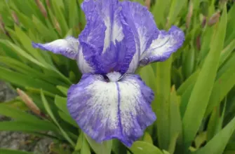 Ирис карликовый Iris pumila