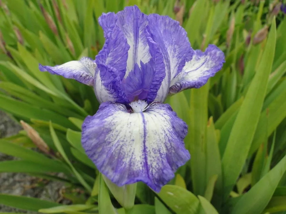 Ирис карликовый Iris pumila