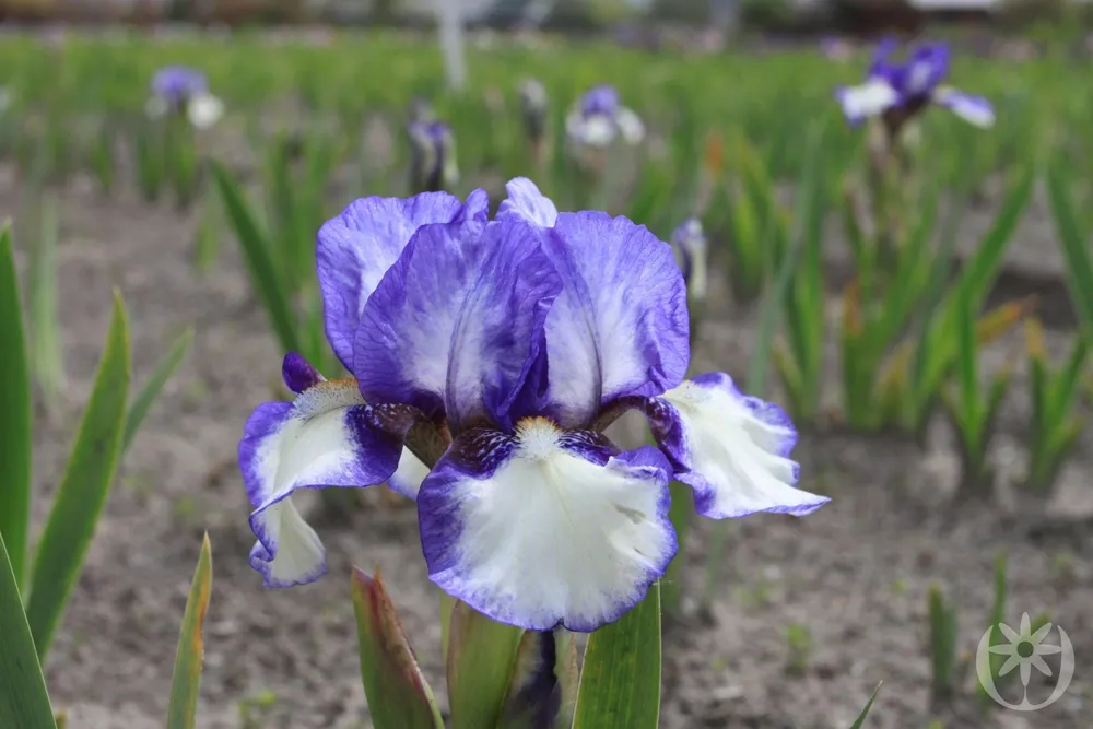 Ирис карликовый Iris pumila