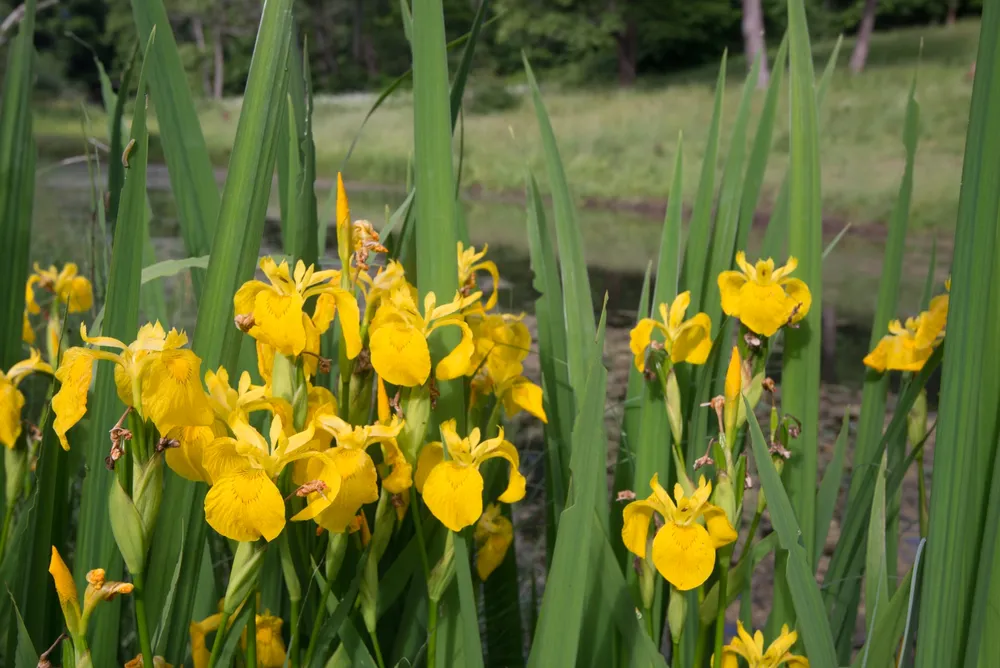 Iris pseudacorus