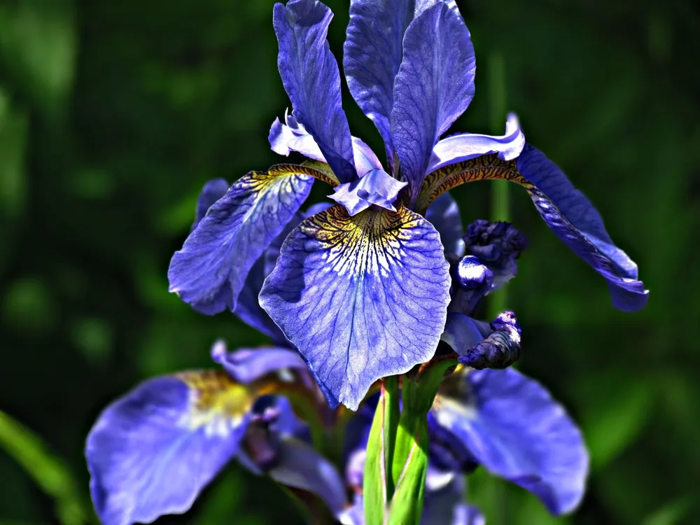 Ирис садовый Iris Hybrid