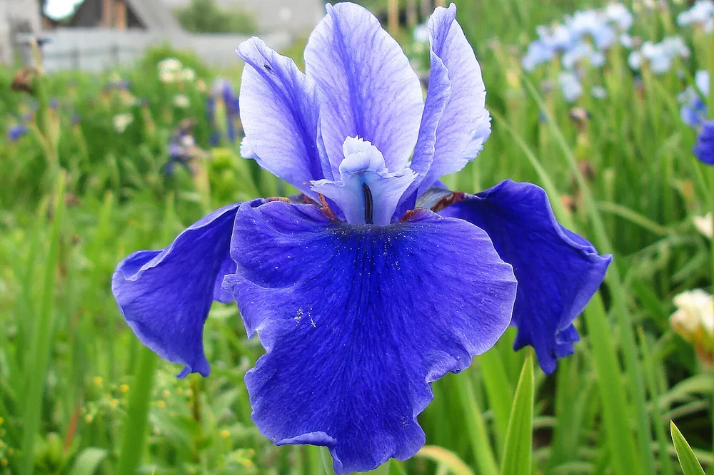 Ирис Сибирский Iris sibirica