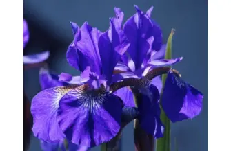 Ирис Сибирский Iris sibirica