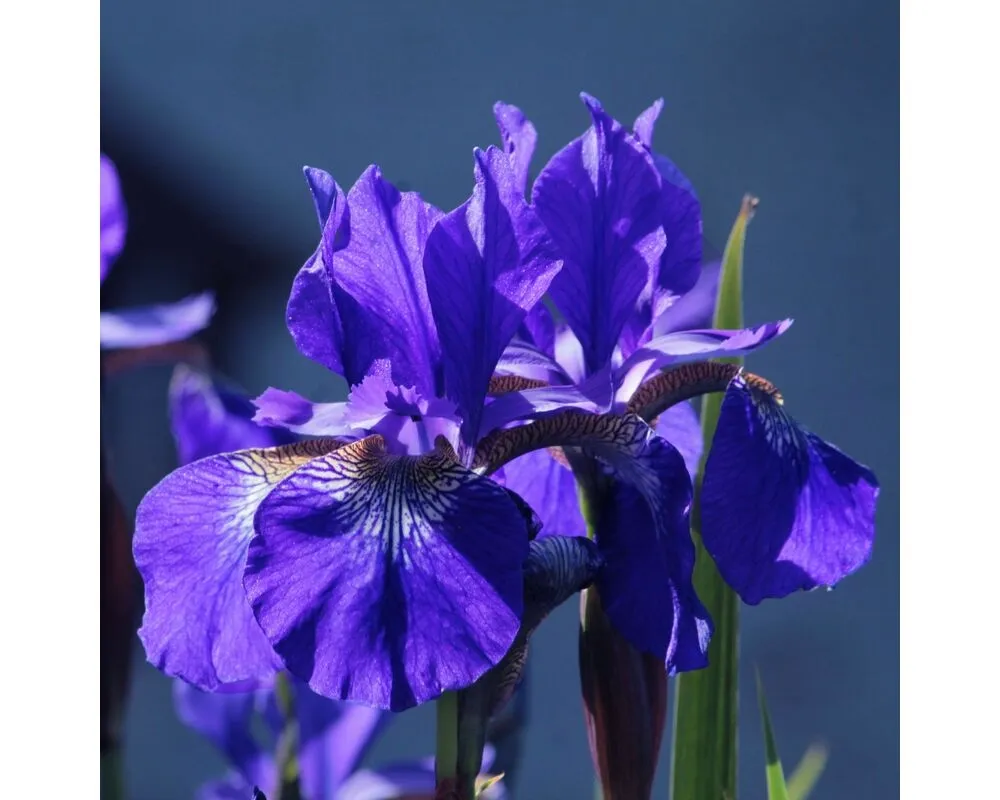 Ирис Сибирский Iris sibirica