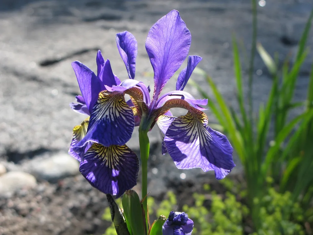 Ирис Сибирский Iris sibirica