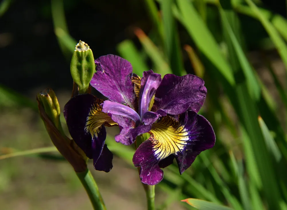 Ирис Сибирский Iris sibirica