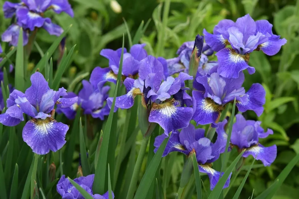 Ирис Сибирский Iris sibirica