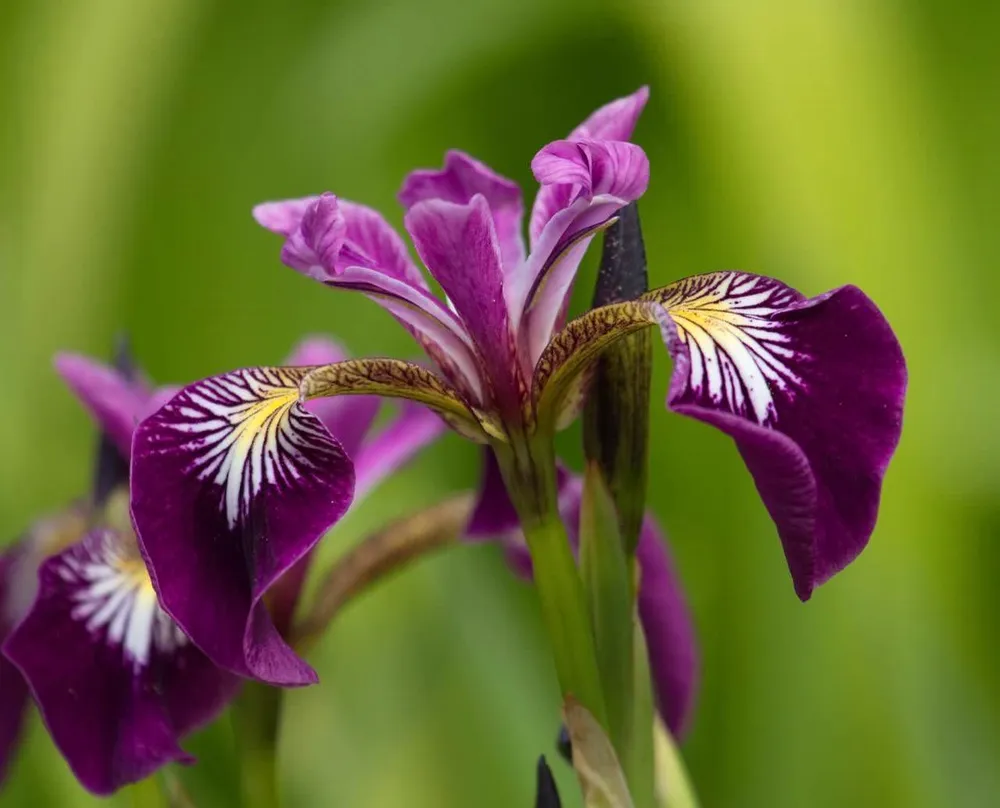 Iris versicolor Kermesina