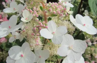 Юник Hydrangea paniculata  unique