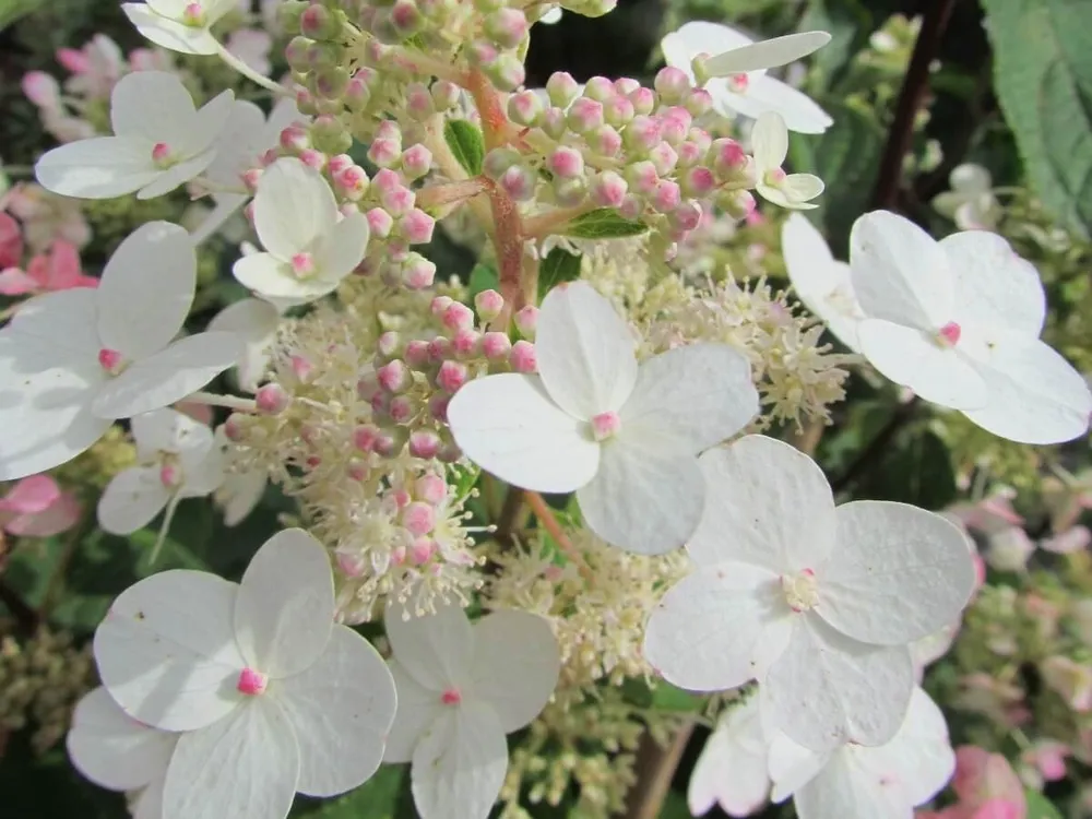 Юник Hydrangea paniculata  unique