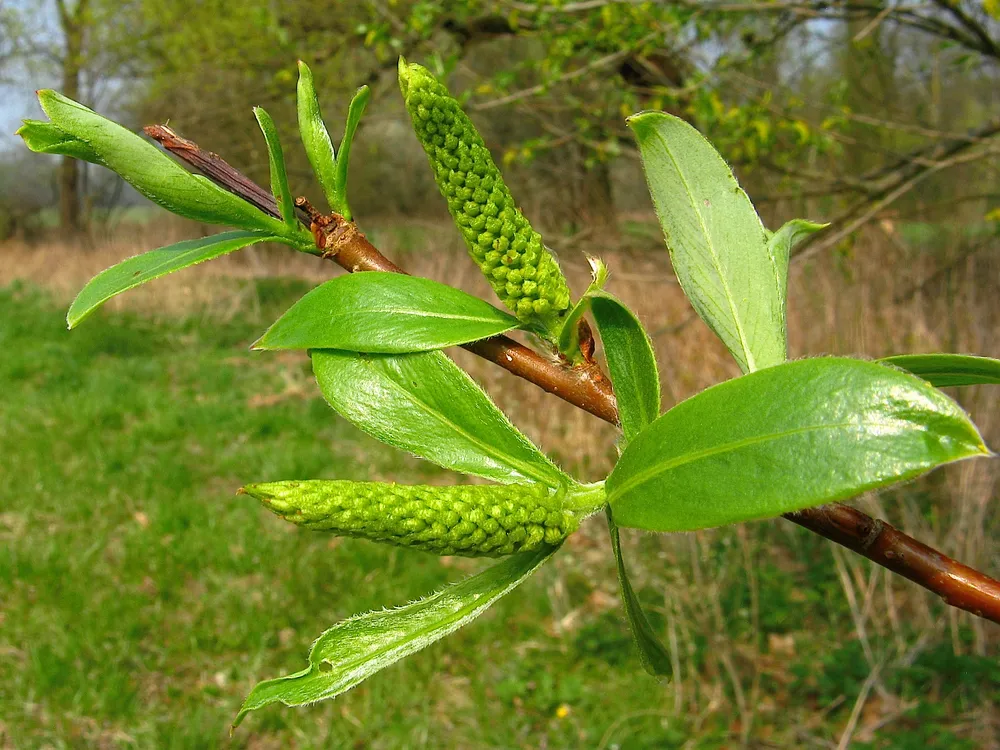 Ива белая Salix Alba