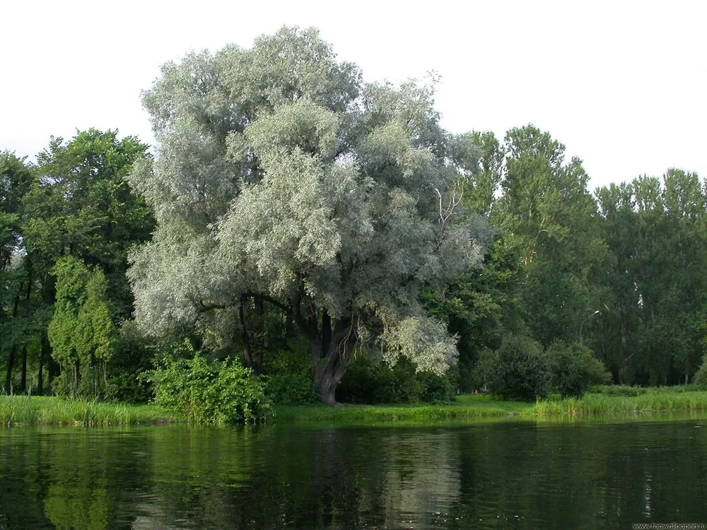 Ива белая Salix Alba