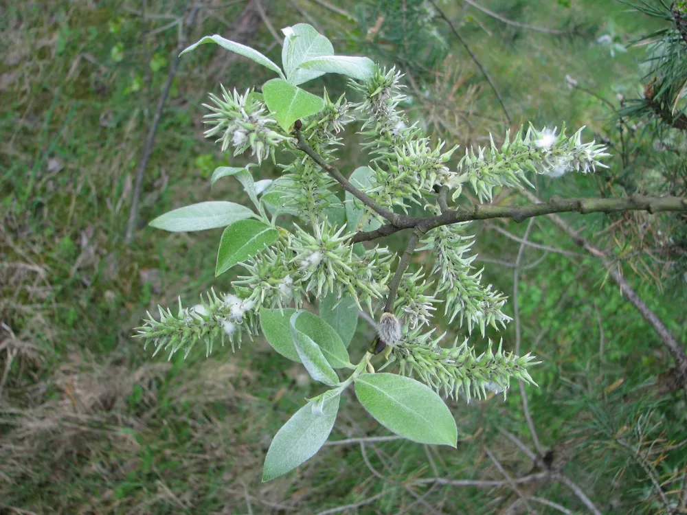 Ива Козья Salix caprea