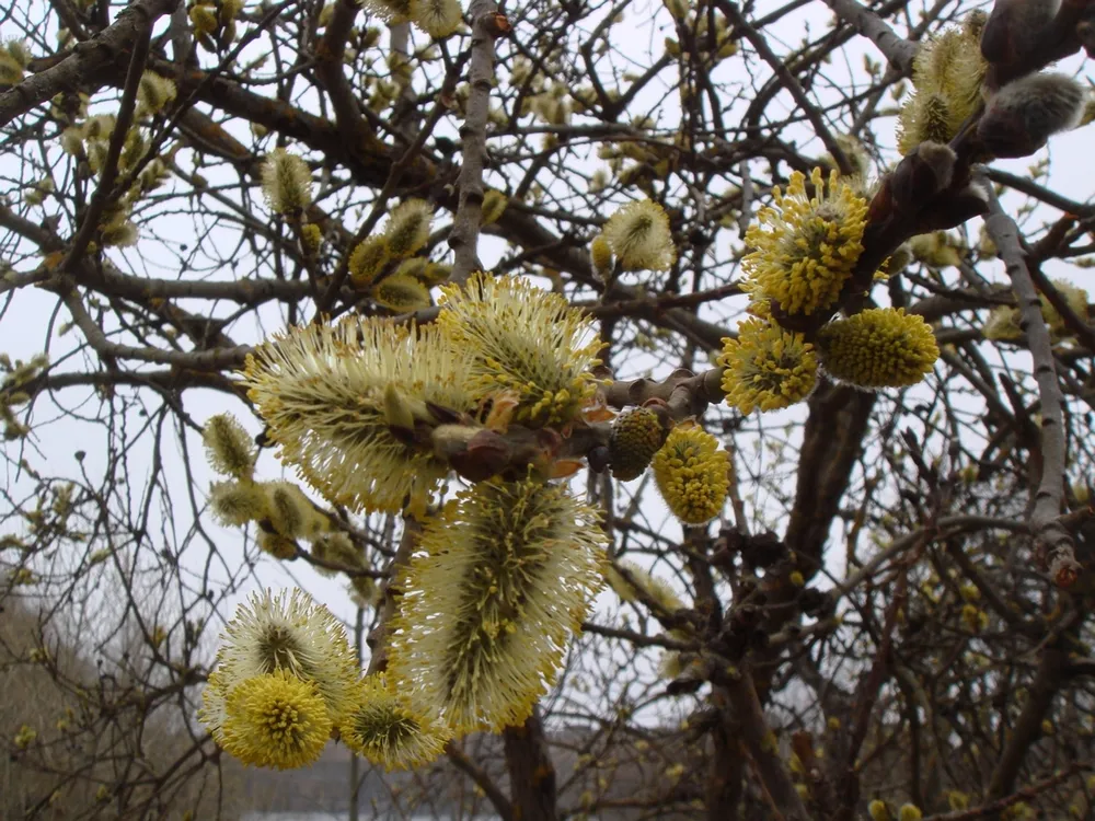 Ива курильская - Salix kurilensis