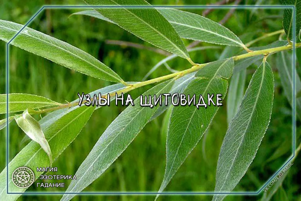 Ива ломкая Salix fragilis