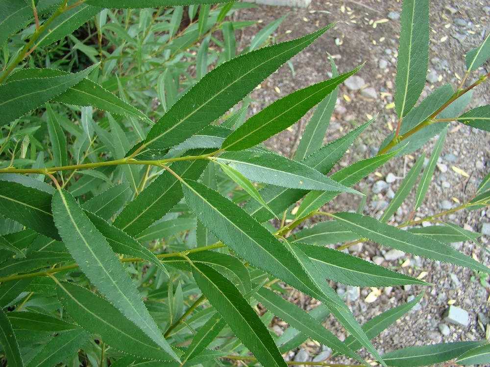 Ива ломкая Salix fragilis «bullata»