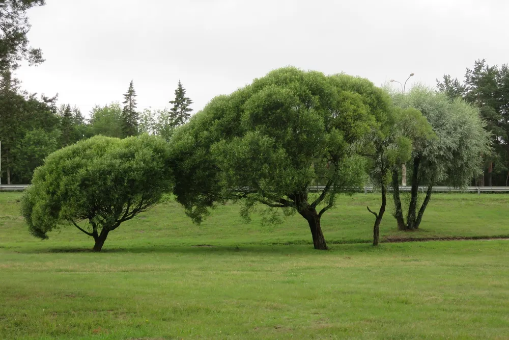 Ива ломкая шаровидная Salix fragilis