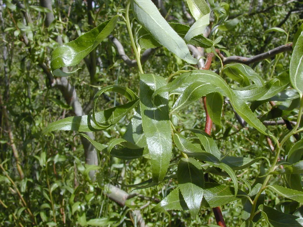 Ива Матсудана Erythroflexuosa