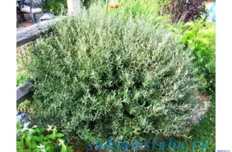 Ива пурпурная Salix purpurea