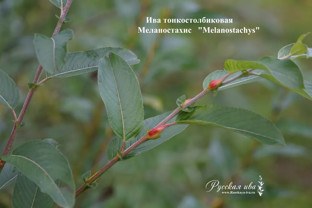 Ива тонкостолбиковая melanostachys