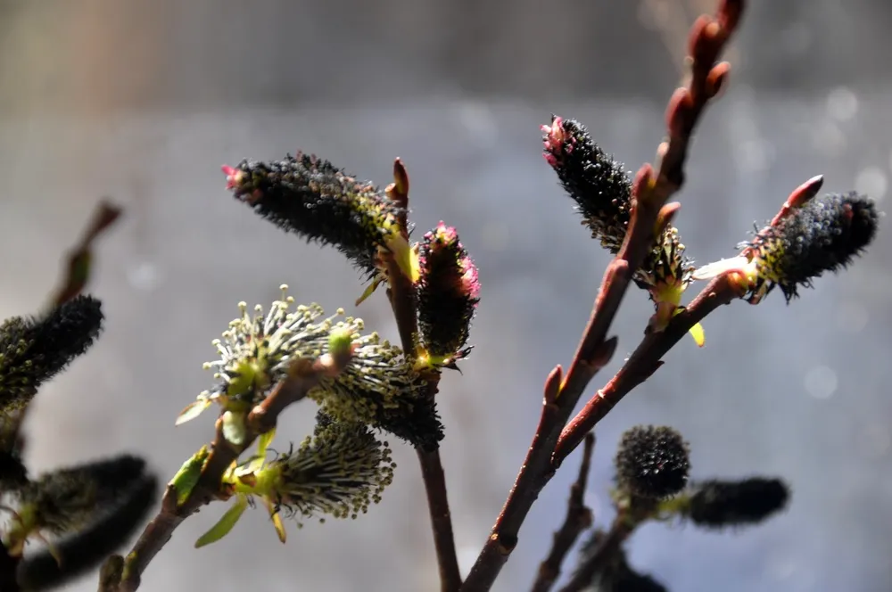 Ива тонкостолбиковая melanostachys