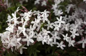 Jasminum polyanthum