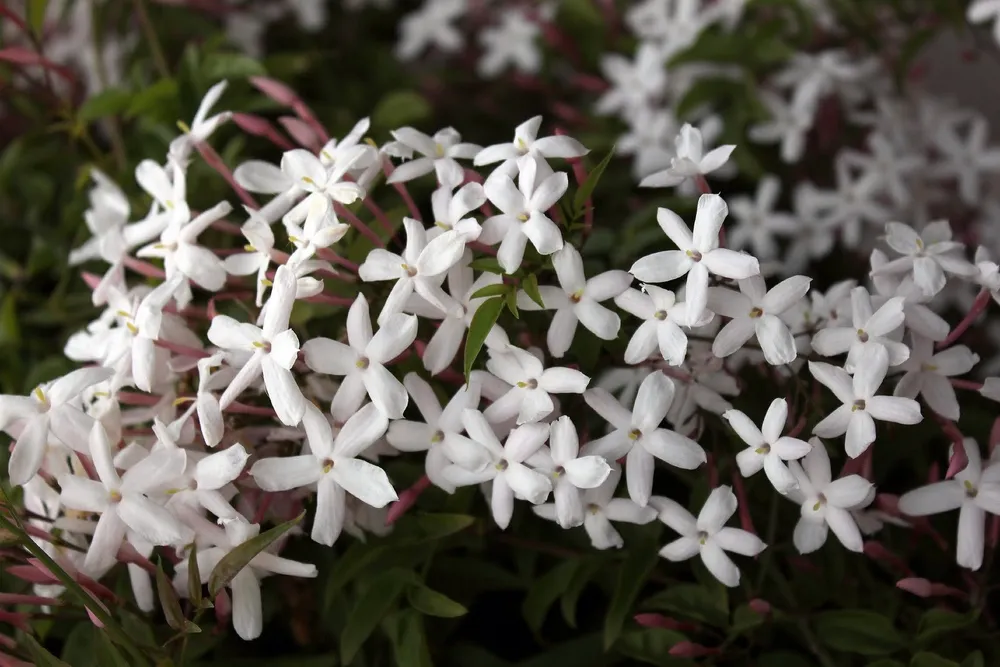 Jasminum polyanthum