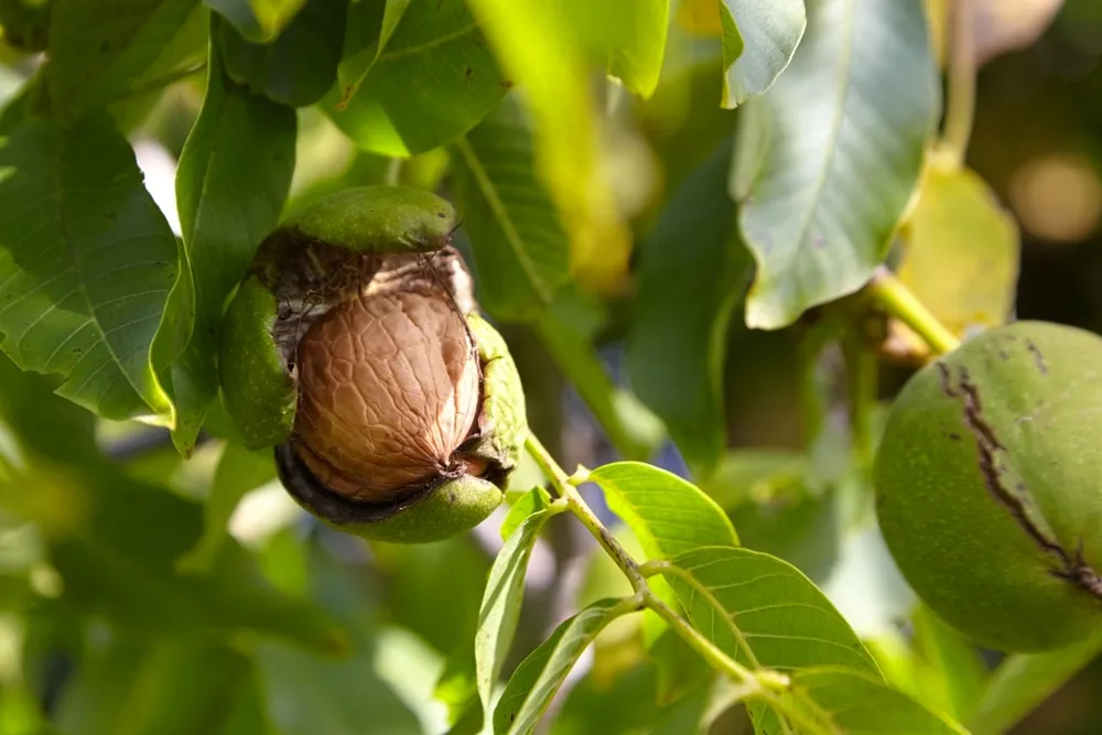 Juglans hindsii