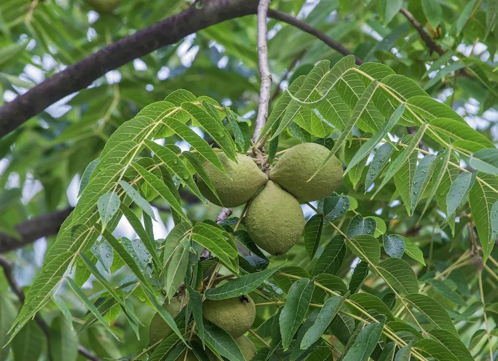 Juglans nigra