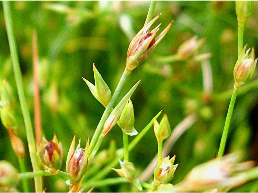 Juncus bufonius