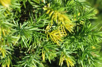 Juniperus conferta Golden Wings